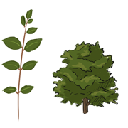 walnut tree